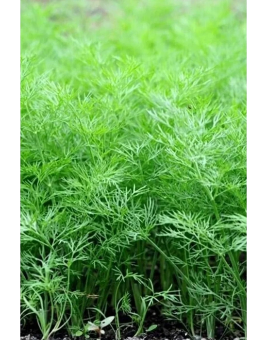 Dere Otu Tohumu 10 Gr