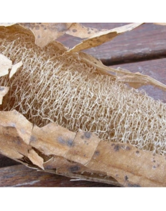 Doğal Kabak Lifi