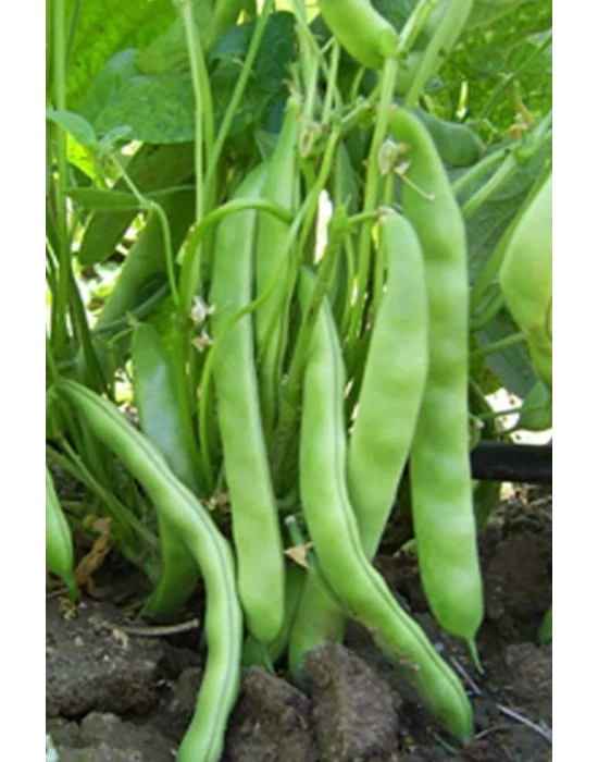 Fasulye Tohumu 50 Gr