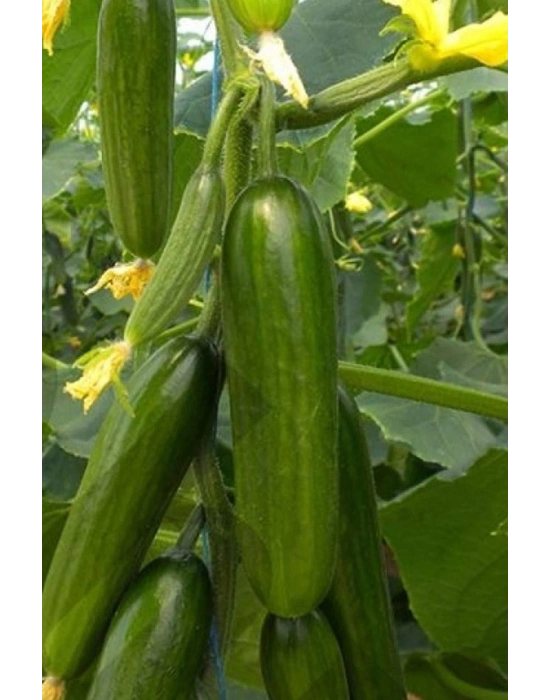 Hıyar Tohumu 20 Gr
