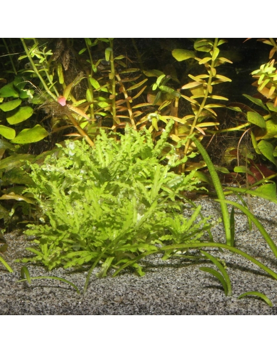 Jbl Sansıbar Gri 10 Kg Kum