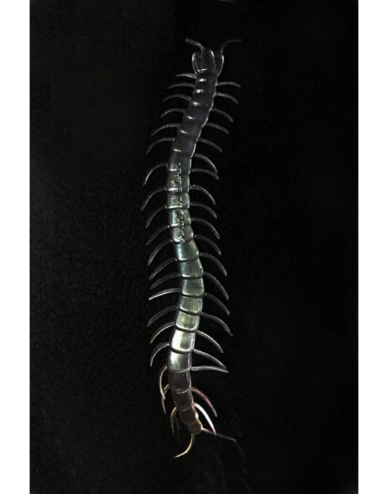 Karanlıkta Parlayan Fosforlu Kırkayak