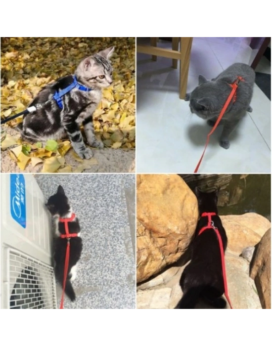 Kedi Boyun ve Göğüs Tasması