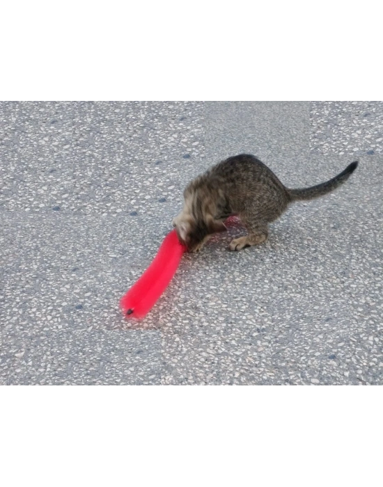 Kedi Tırmalama Fırçası - Kedi Oyuncağı