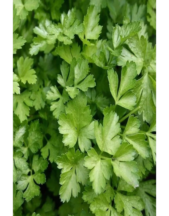 Maydanoz Tohumu 25 Gr