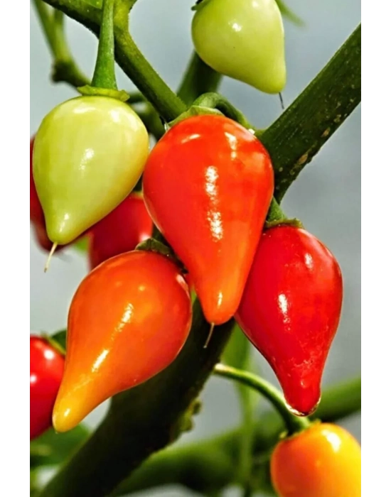 Misket Biberiye Biber Tohumu 5 gr