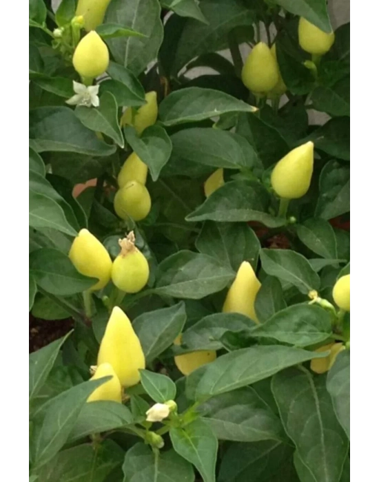 Misket Biberiye Biber Tohumu 5 gr