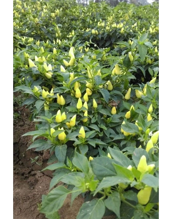 Misket Biberiye Biber Tohumu 5 gr