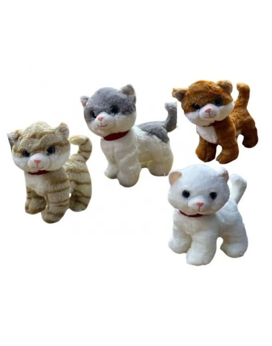 PELUS MIYAVLAYAN AYAKTA KEDI