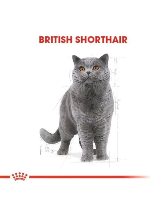 Royal Canin British Shorthair Adult Yetişkin Kedi Maması 10 Kg