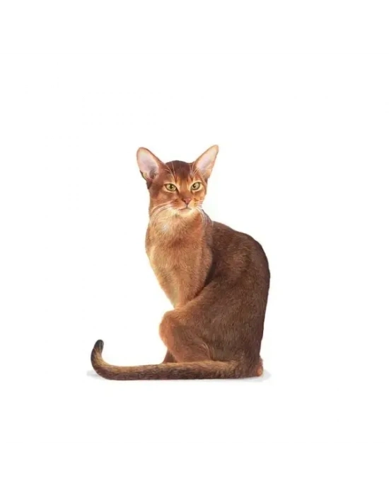 Royal Canin Fussy Exigent Seçici Yetişkin Kedi Maması 10 Kg