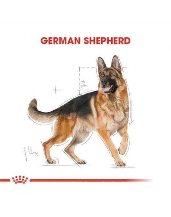 Royal Canin German Shepherd Adult Yetişkin Köpek Maması 11 Kg