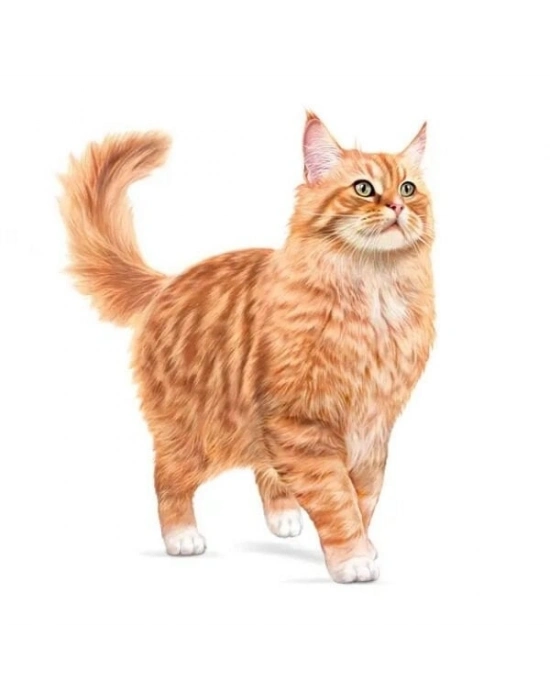 Royal Canin Healthy Ageing 11+ Yaşlı Kedi Maması 2 Kg