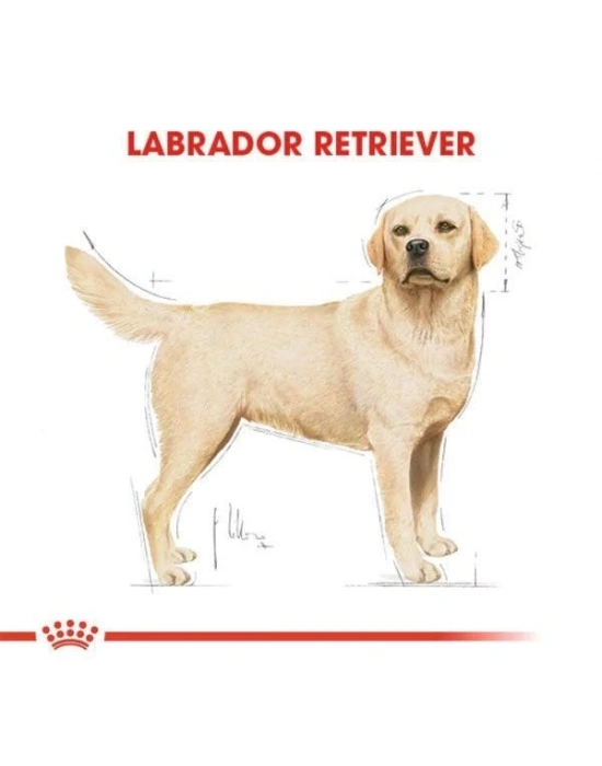Royal Canin Labrador Retriever Yetişkin Köpek Maması 12 Kg