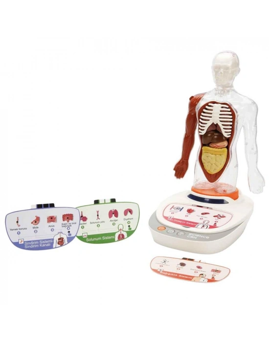 S00005280 BİLİM SET İNSAN VÜCUDU MODELİ 23PRÇ