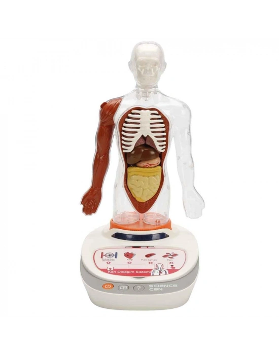 S00005280 BİLİM SET İNSAN VÜCUDU MODELİ 23PRÇ