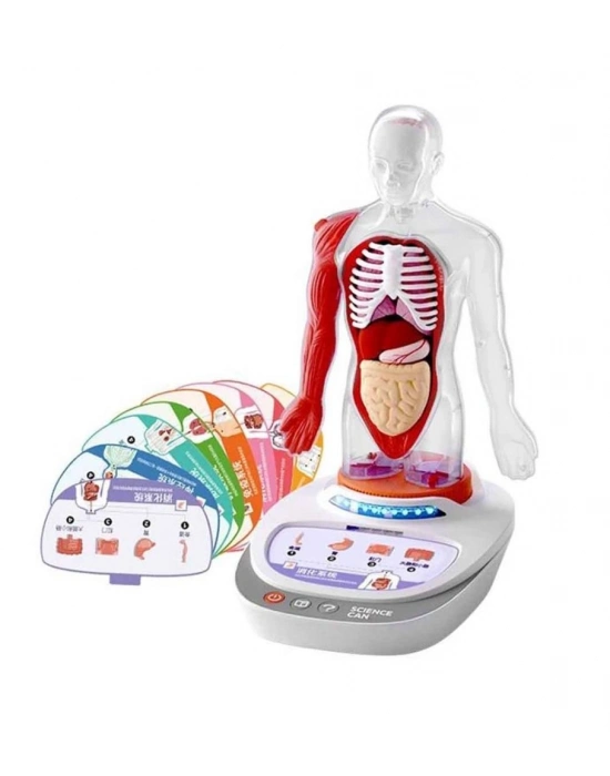 S00005280 BİLİM SET İNSAN VÜCUDU MODELİ 23PRÇ