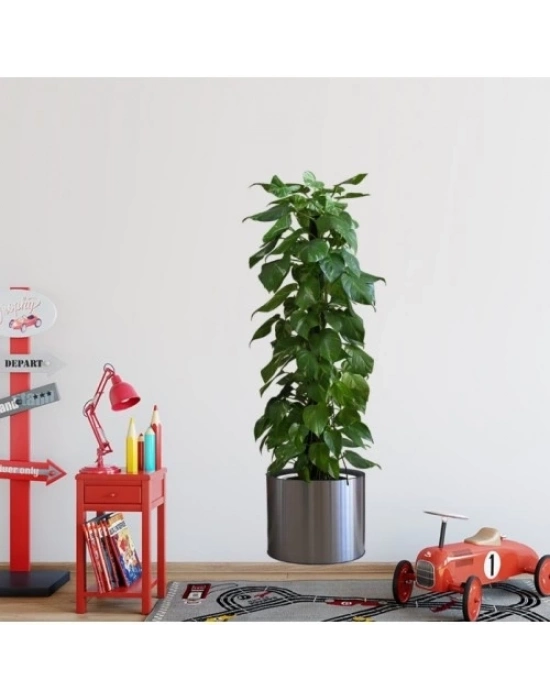 Saksılı Bitki Tasarımlı Yapışkanlı Sticker Resim