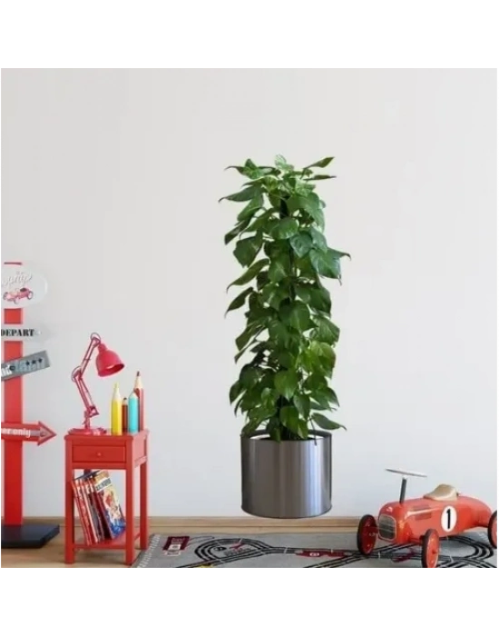 Saksılı Bitki Tasarımlı Yapışkanlı Sticker Resim 90*30 cm MC-665