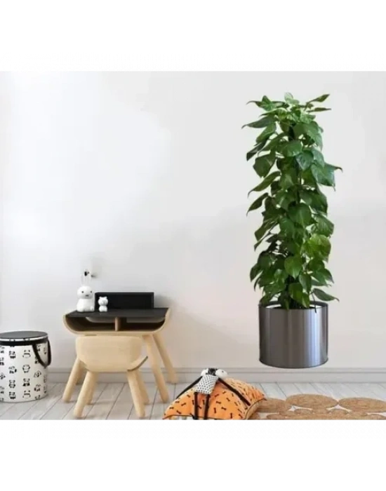 Saksılı Bitki Tasarımlı Yapışkanlı Sticker Resim 90*30 cm MC-665