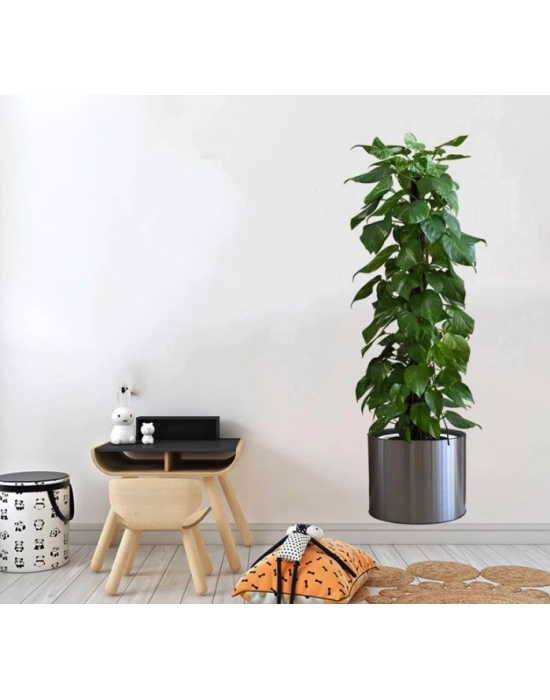 ® Saksılı Bitki Tasarımlı Yapışkanlı Sticker Resim 90*30 cm MC-665