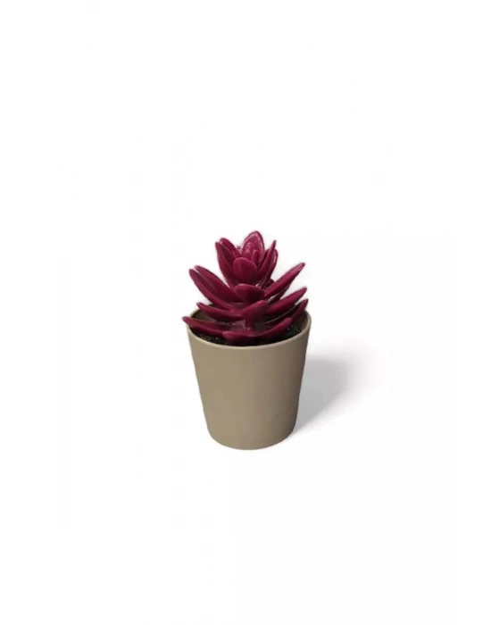 Saksılı Yapa Çiçek Sükülen Royaleks-5675