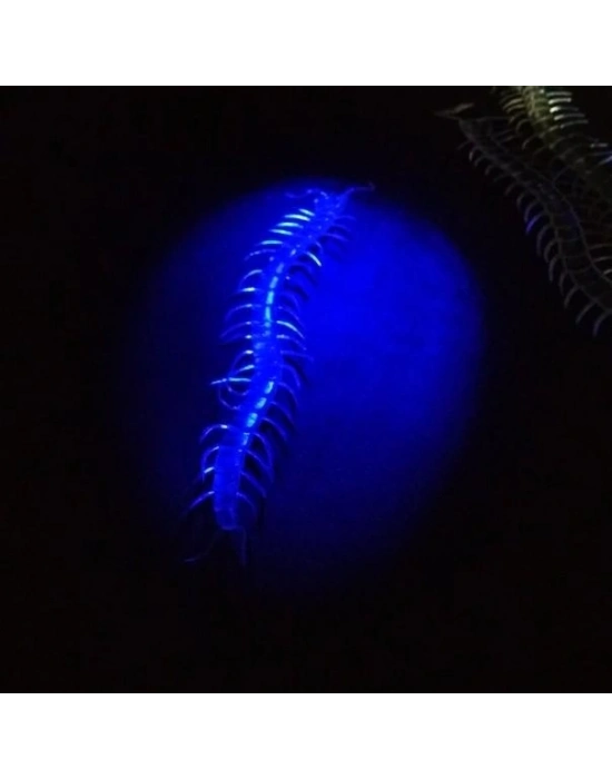 Şeffaf Renk Karanlıkta Parlayan Fosforlu Kırkayak 13 Cm 1 Adet