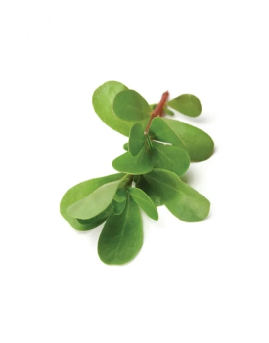 Semizotu Tohumu 10 Gr