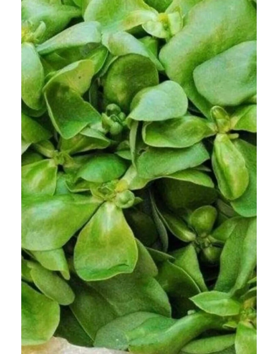 Semizotu Tohumu 10 Gr