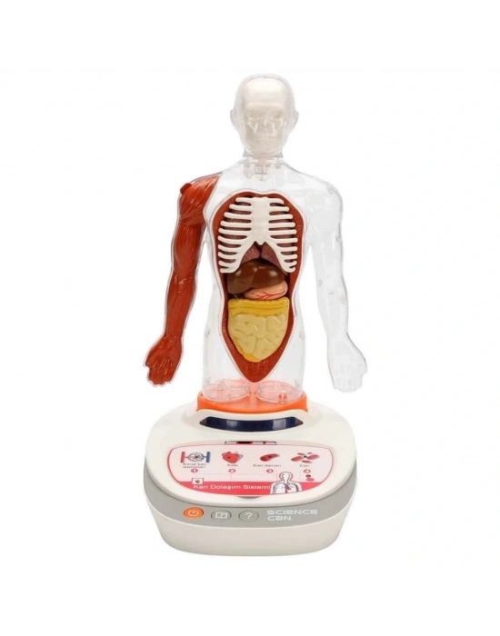 Sesli İnsan Vücudu Modeli Bilim Seti