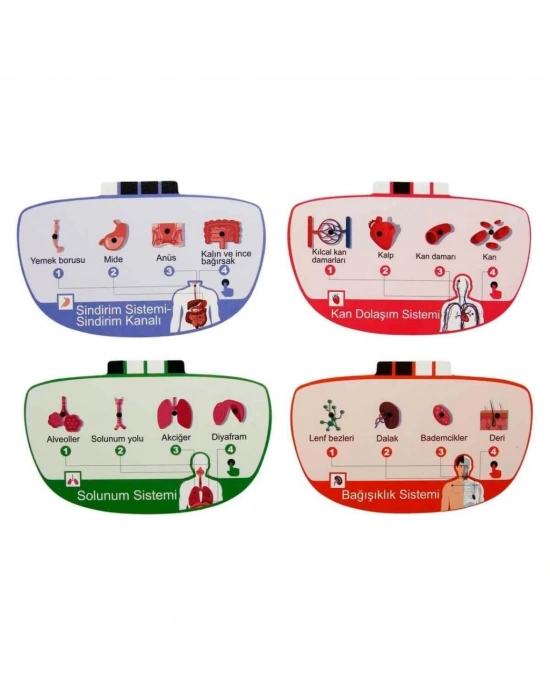 Sesli İnsan Vücudu Modeli Bilim Seti