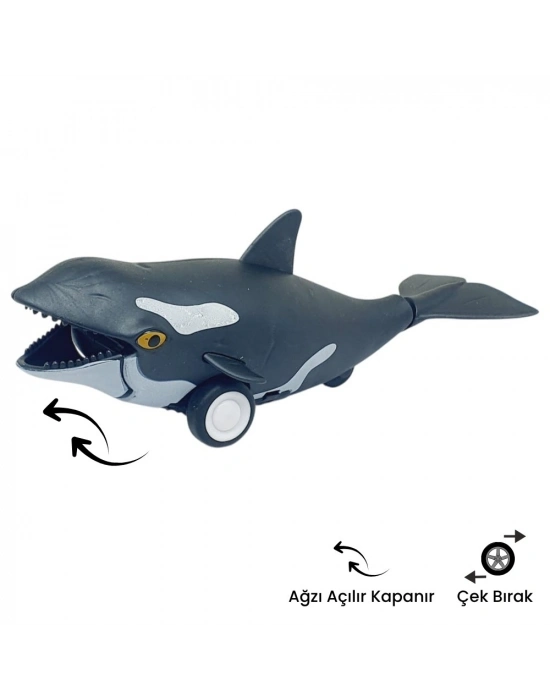 Sürtmeli Hayvanlar Serisi - H-53 - Orka Balina