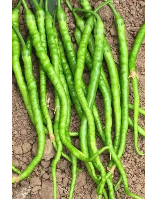 Tatlı Kıl Biber Tohumu 10 Gr