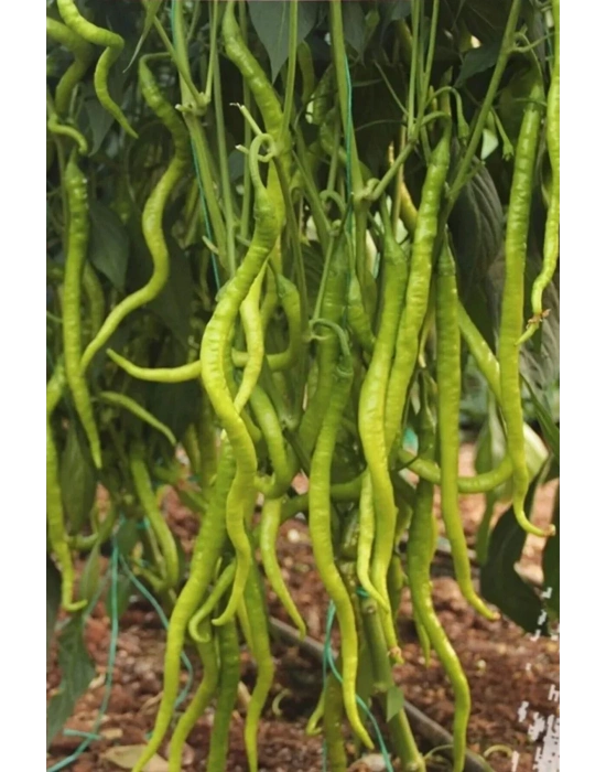 Tatlı Kıl Biber Tohumu 10 Gr