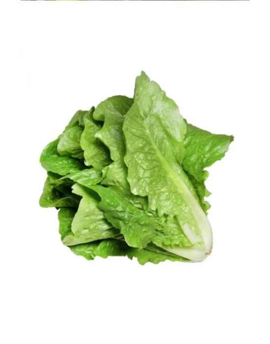 Yedikule Marul Tohumu 10 Gr