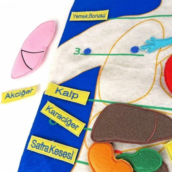 ÇOK SATAN AND-5120 Vücudumuz Cırtlı Pano