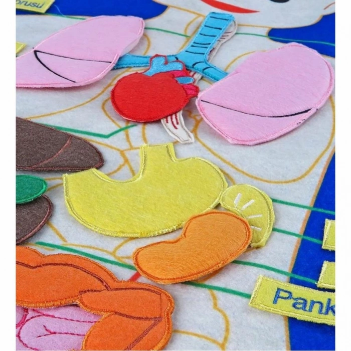 BFS  AND-5120 CIRTLI VÜCUDUMUZ PANO