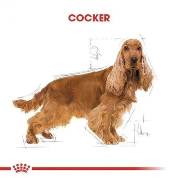 ÇOK SATAN Royal Canin Cocker Adult Yetişkin Köpek Maması 3 Kg