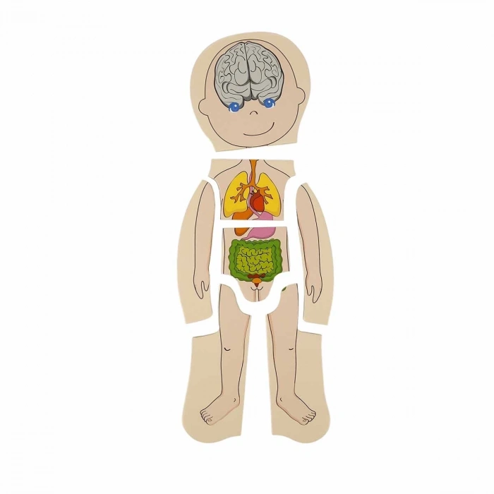ÇOK SATAN Woody Oyna Öğren Katmanlı İnsan Vücudu Ahşap Puzzle 4 x 7 Parça