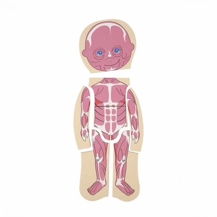 ÇOK SATAN Woody Oyna Öğren Katmanlı İnsan Vücudu Ahşap Puzzle 4 x 7 Parça