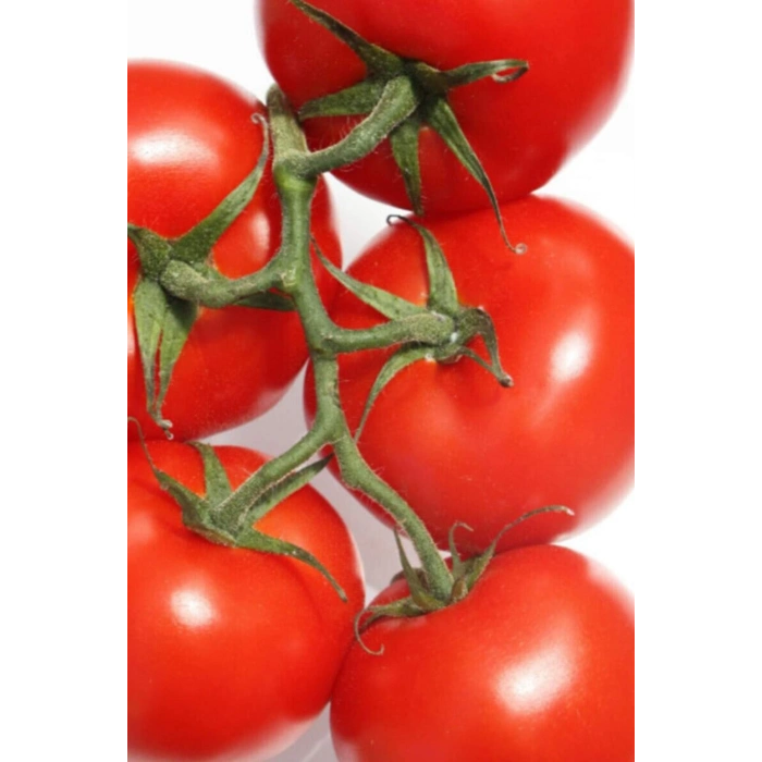Domates Tohumu Falcon 5 Gr