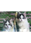 3 Boyutlu Resim  Sevimli Kediler İkili Kedi Resmi Tablosu 40x60 Cm