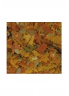 Tropical Goldfish Colour Flakes Japon Balıkları Için Pul Balık Yemi 100 Ml 20 Gr
