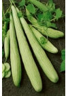 Acur Tohumu 10 Gr