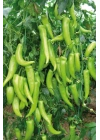 Çarliston Biber Tohumu 10 Gr