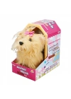 Sevimli Köpek Terrier