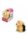 Sevimli Köpek Terrier