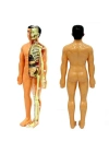 ® The Human Body İnsan Vücudu 3D Eğitim Seti 3302