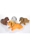ÇOK SATAN Kafa Salayan Köpek Aalk2620