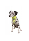 ÇOK SATAN Trixie Köpek Bandanalı Tasma Xlarge 42-60 Cm